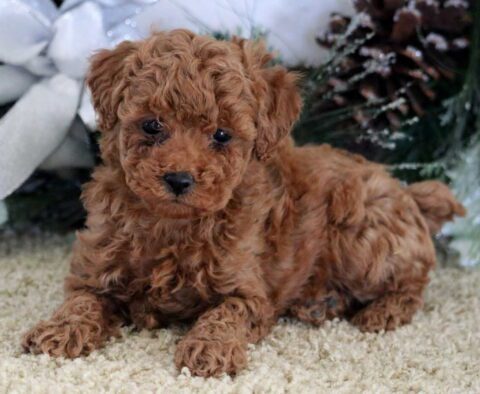 Nova Mini Poodle2