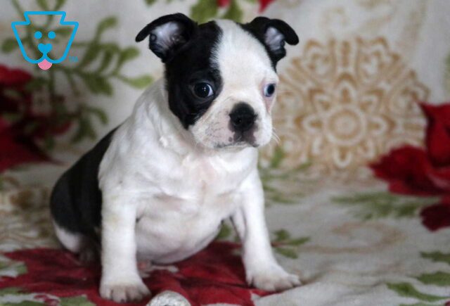 Oats Boston image