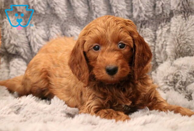 Oliver Mini Goldendoodle image