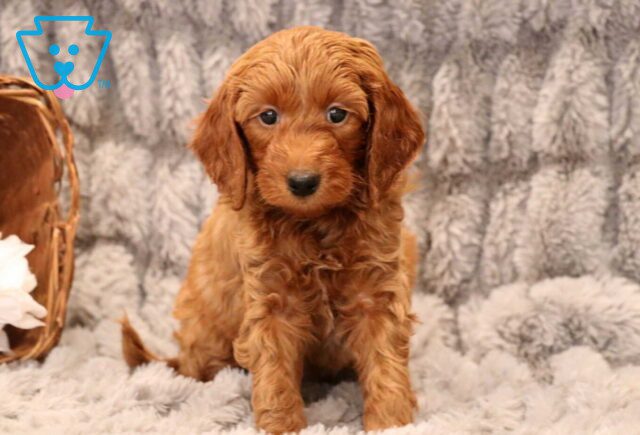 Oliver Mini Goldendoodle2 image