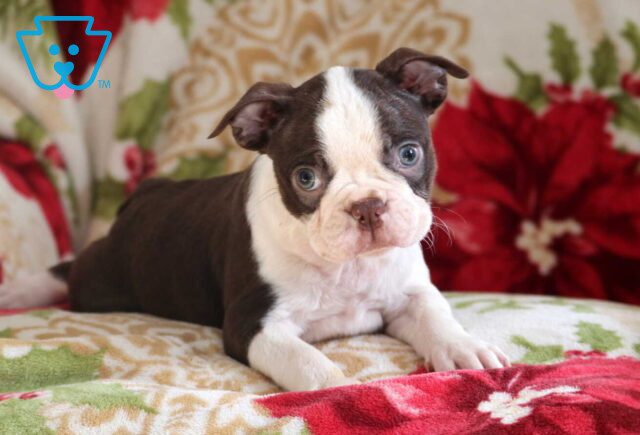 Otis Boston image