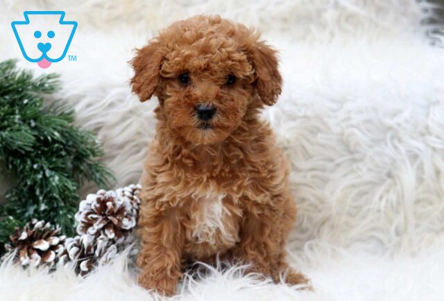 Paige Toy Poodle image