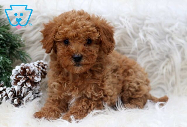 Paige Toy Poodle2 image