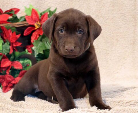 Paws Lab