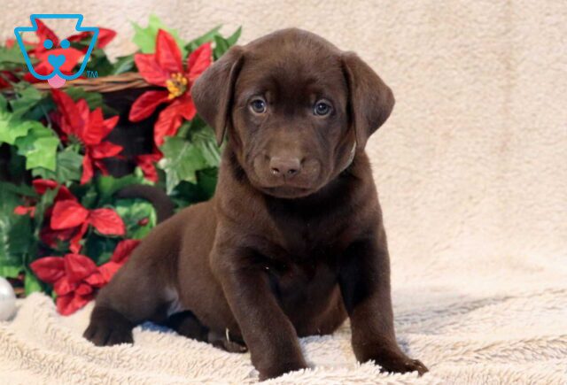 Paws Lab image