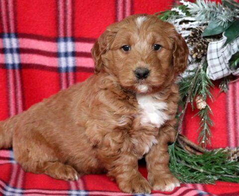 Peanut Mini GOldendoodle
