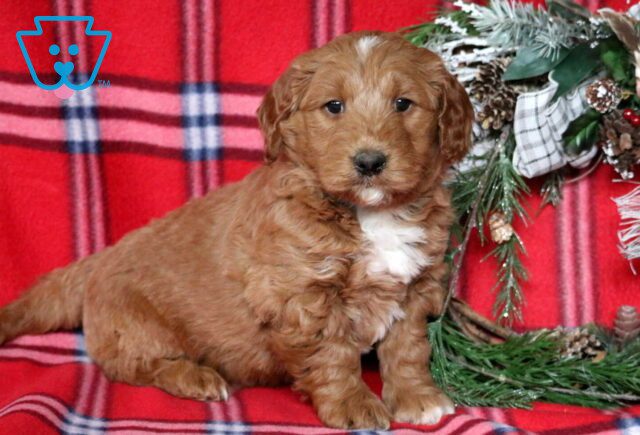 Peanut Mini GOldendoodle image