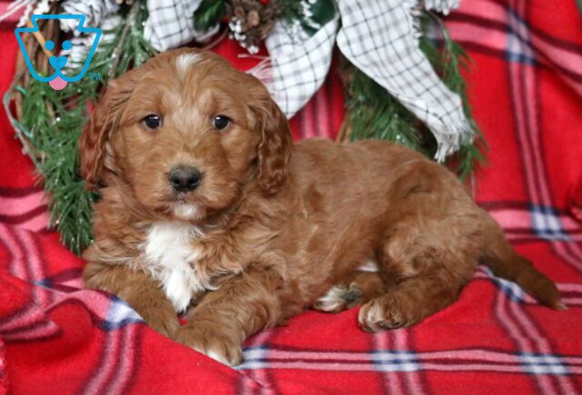 Peanut Mini GOldendoodle2 image