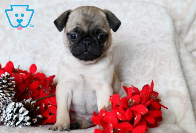 Peanut Pug image