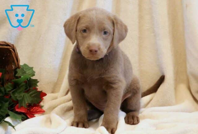 Pearl Silver Lab image