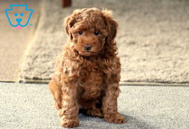 Pebbles Toy Goldendoodle image
