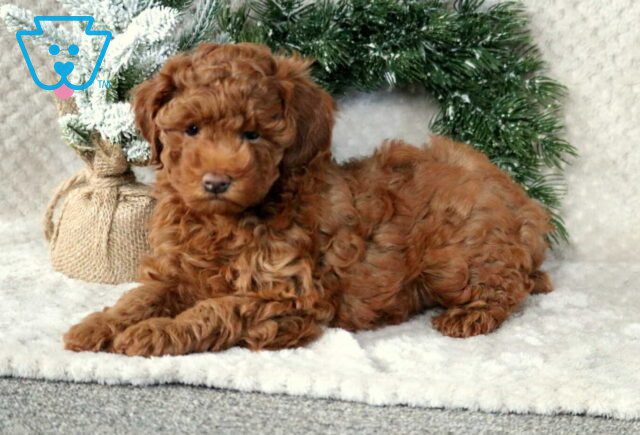 Pebbles Toy Goldendoodle2 image