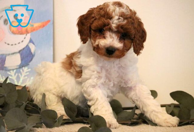 Penelope Mini Poodle image