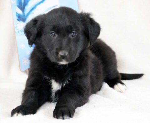 Penny Golden Mix2