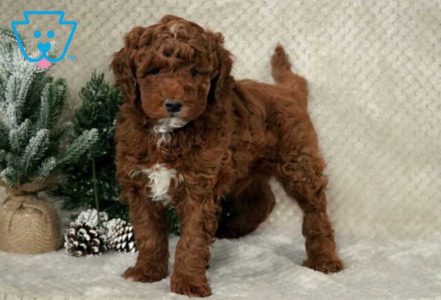 Pepsi Toy GOdendoodle image