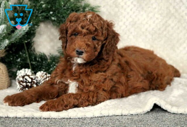 Pepsi Toy GOdendoodle2 image