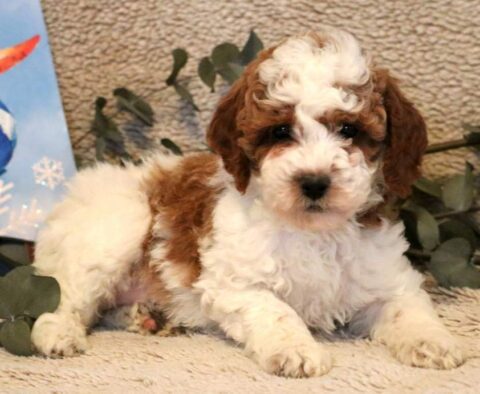 Piper Mini Poodle