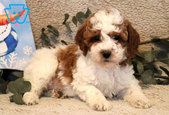 Piper Mini Poodle image