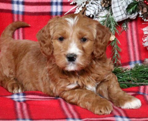 Poe Mini Goldendoodle