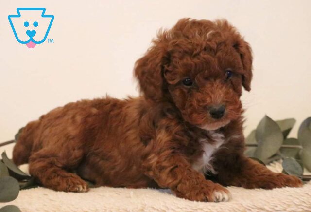 Porsha Mini Poodle2 image