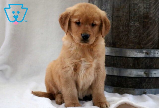 Princess Golden image