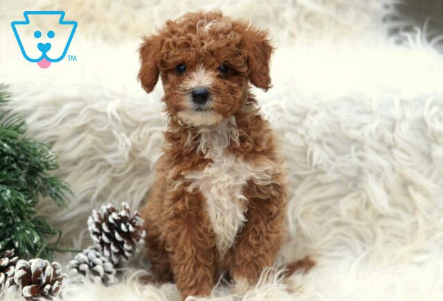 Pudge Toy Poodle image