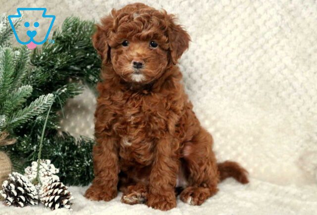Pupcake Toy Goldendoodle image