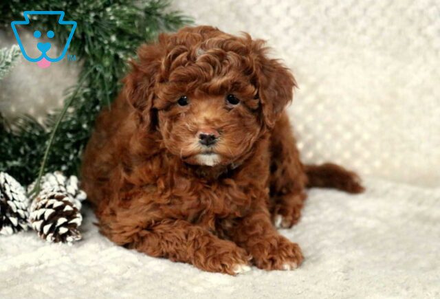 Pupcake Toy Goldendoodle2 image