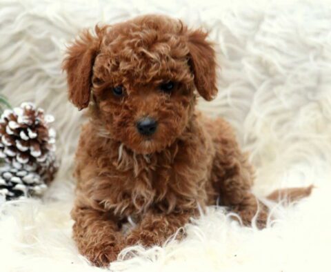 Pupcake Toy Poodle