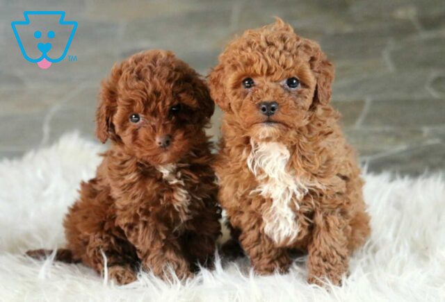 R Litter Mini Poodle Barb image