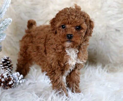 Rainbow Mini Poodle2