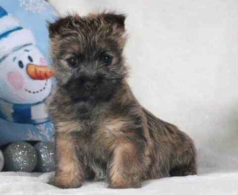 Rainy Cairn Terrier