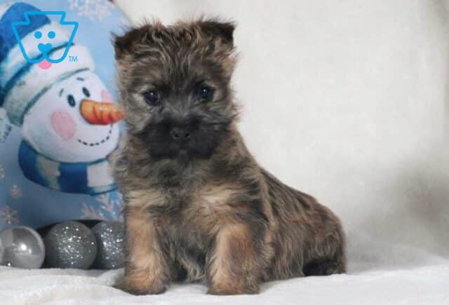 Rainy Cairn Terrier image