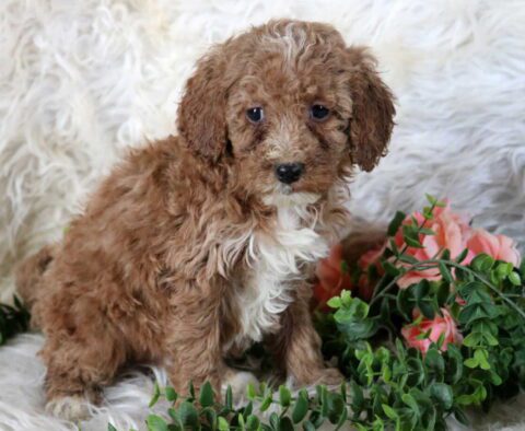 Ranger Mini Poodle