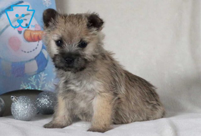 Raspberry Cairn Terrier image