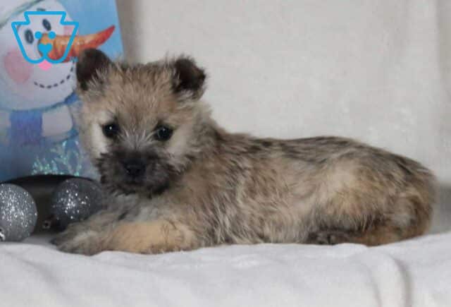 Raspberry Cairn Terrier2 image