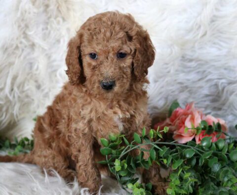 Rayna Mini Poodle