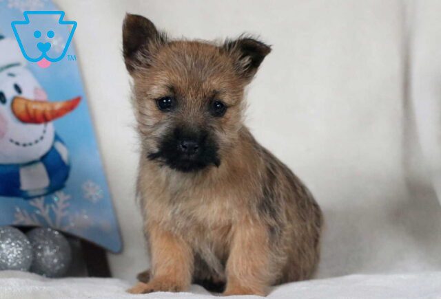 Reeese Cairn Terrier image