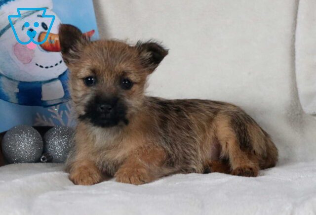 Reeese Cairn Terrier2 image