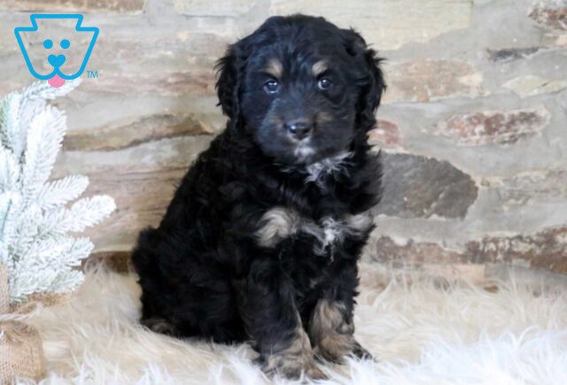River Mini Bernedoodle image