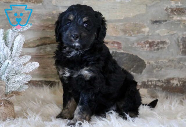 River Mini Bernedoodle2 image