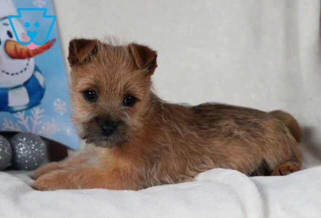 Rolo Cairn Terrier image