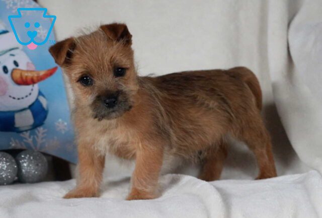Rolo Cairn Terrier2 image
