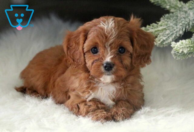 Romeo Cavapoo image