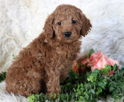 Ronnie Mini Poodle