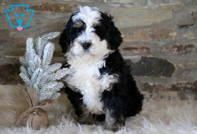 Rory Mini Bernedoodle image