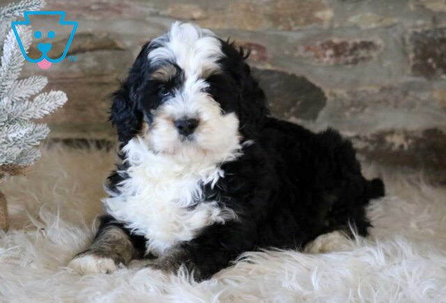 Rory Mini Bernedoodle2 image
