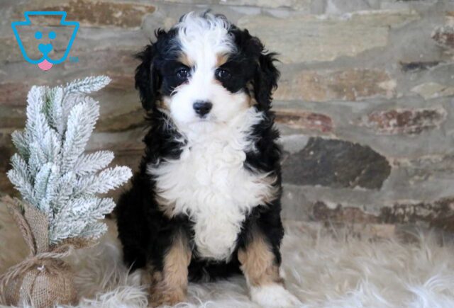 Rosie Mini Bernedoodle2 image