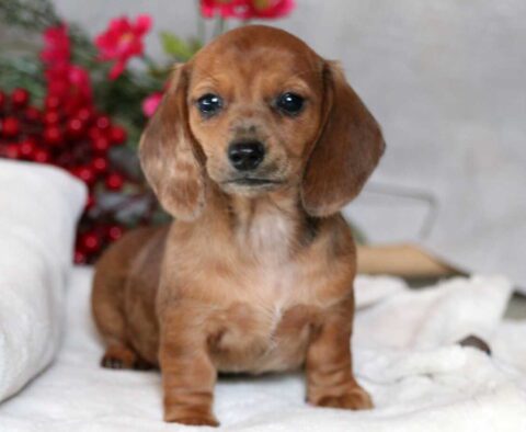 Ruby Mini Dach2