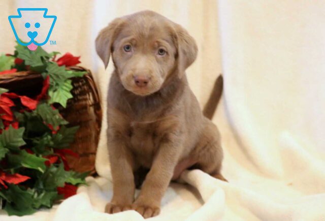 Ruby Silver Lab image